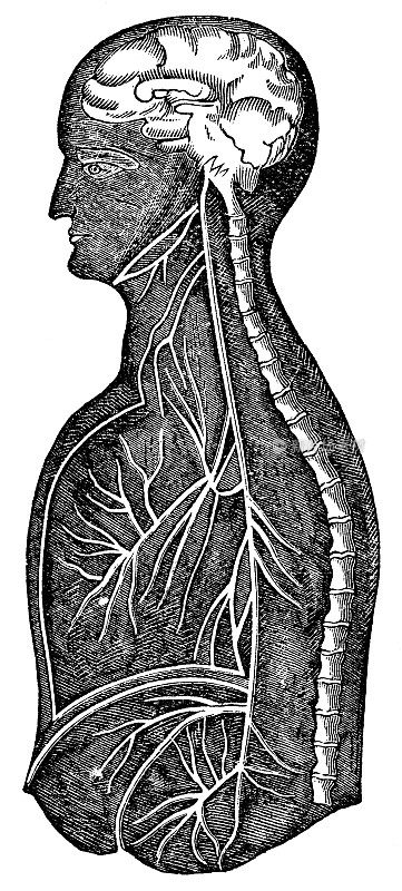 人类迷走神经的医学插图- 19世纪